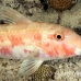 goatfish_spotted_rgi_wc_h_0076_tci1849.jpg